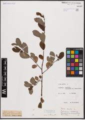 Foto von Salix aurita L.